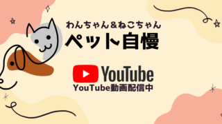 ペット紹介